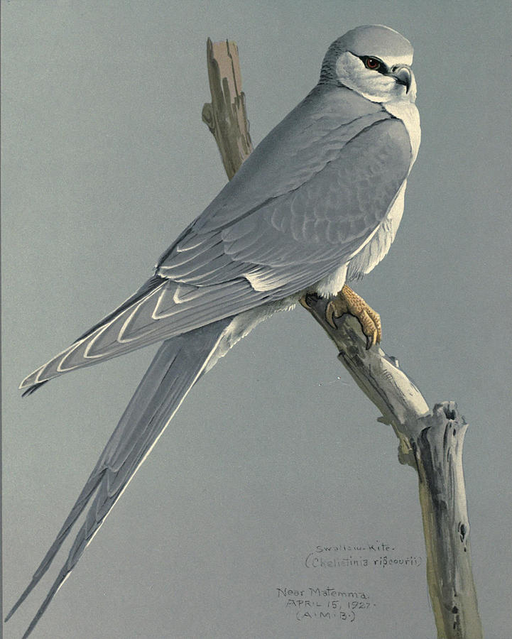 John James Audubon Painting - African Snow Tailed Kite by Dreyer Wildlife Print Collections 