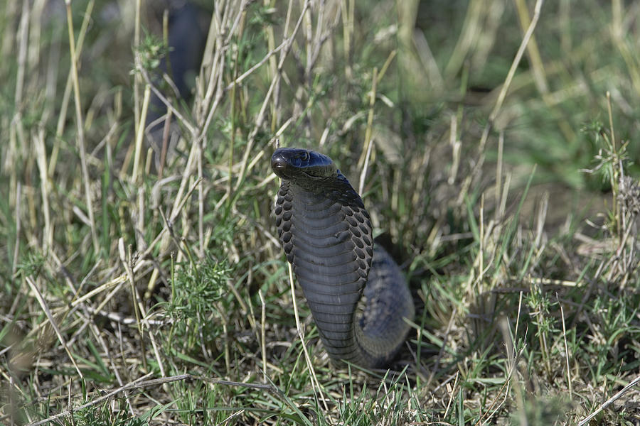 African Spitting Cobra in grass Photograph by Adam Jones