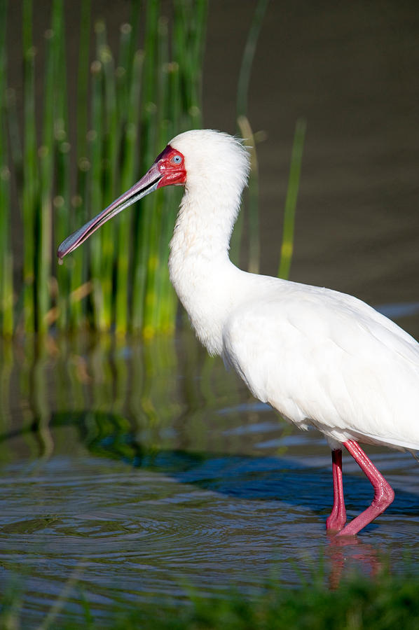 Spoonbill Photograph - African Spoonbill Platalea Alba by Panoramic Images