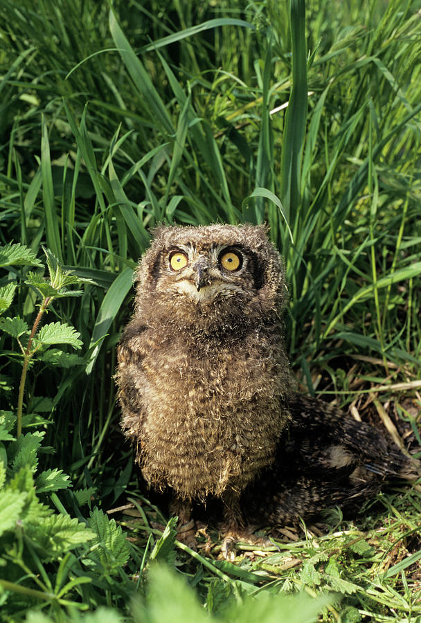 Owl Photograph - African Spotted Eagle Owl Chick by Duncan Shaw/science Photo Library