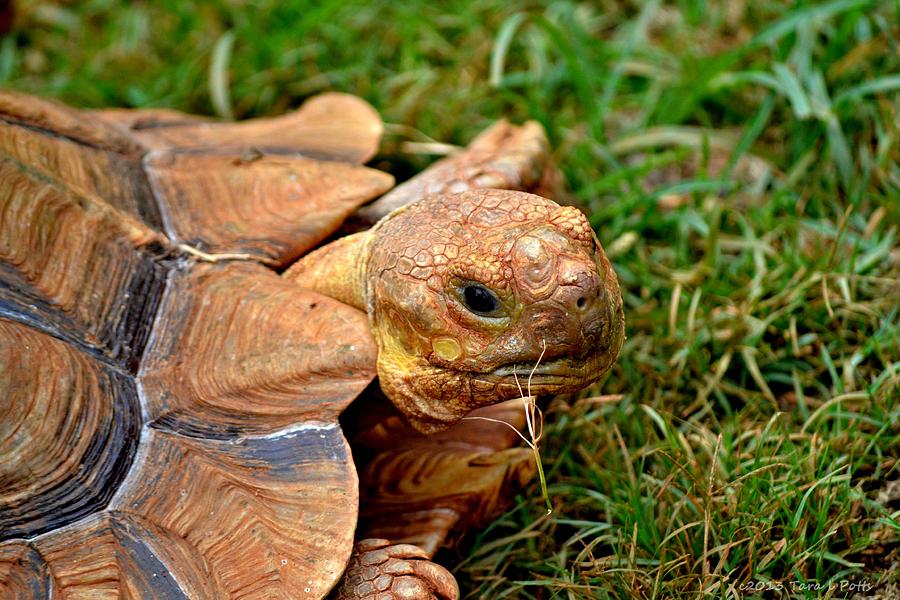 African Spur Tortoise Face Photograph by Tara Potts