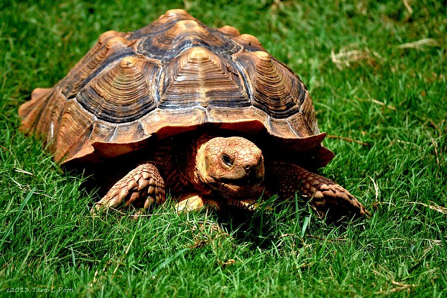 African Spur Tortoise  Photograph by Tara Potts