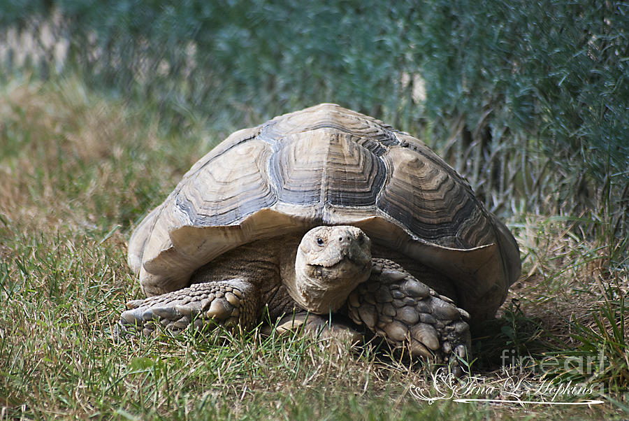 African Spurred Tortoise 20120714_69a Photograph by Tina Hopkins