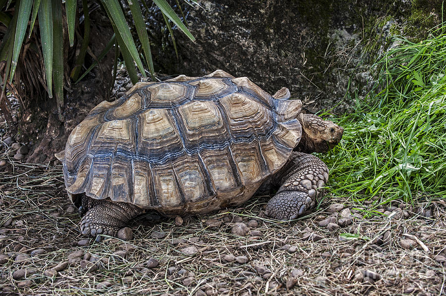 African spurred tortoise Photograph by Arterra Picture Library