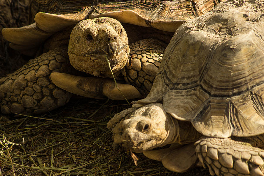 African Spurred Tortoise Photograph by George Kenhan
