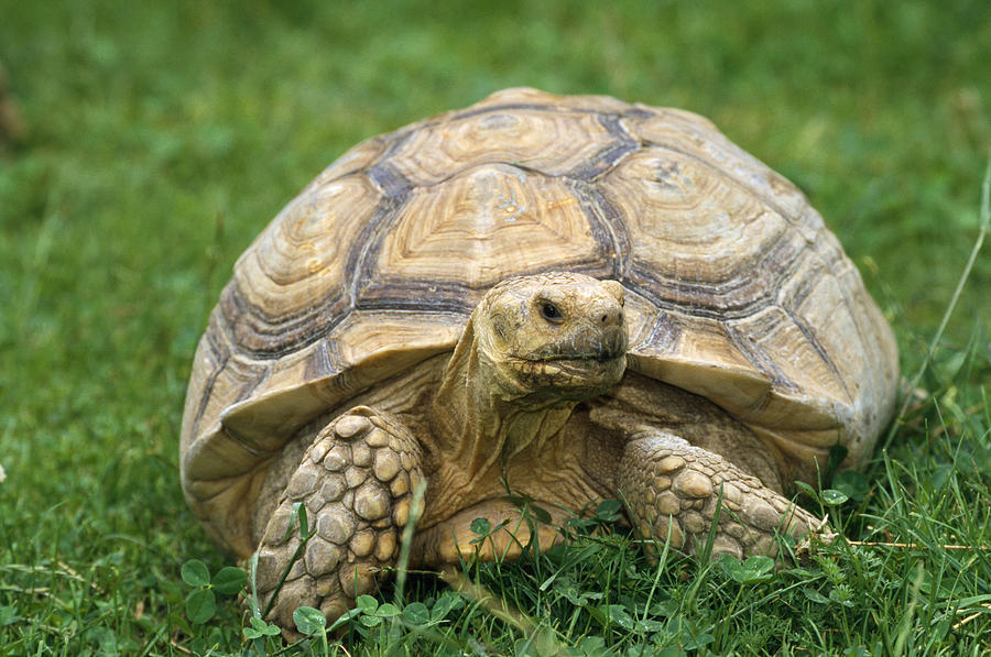 African Spurred Tortoise Photograph by M. Watson - Fine Art America