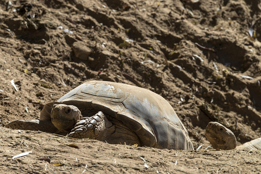 African Spurred Tortoise Photograph by Mark Newman