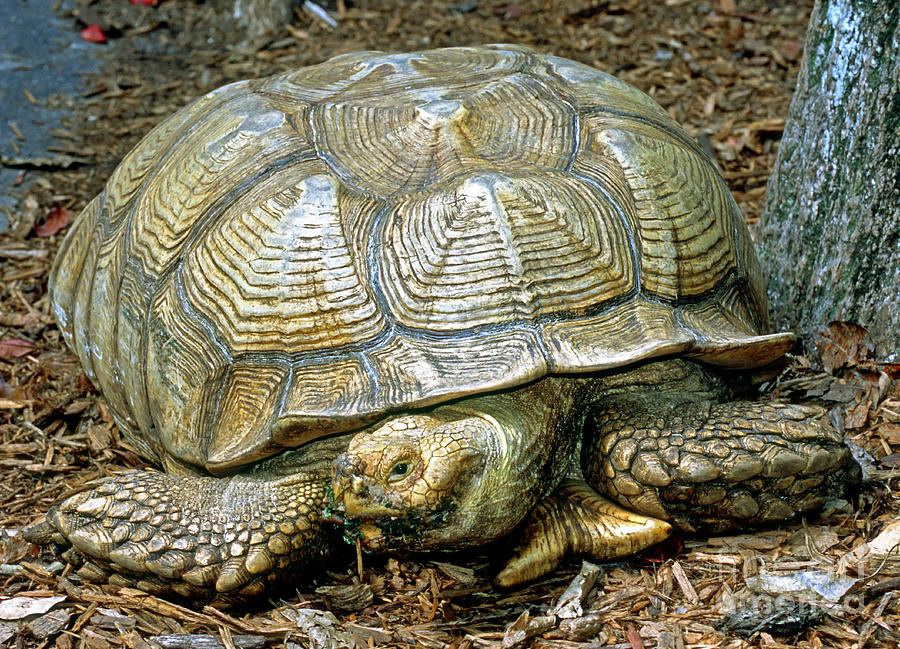 African Spurred Tortoise Photograph by Millard H. Sharp