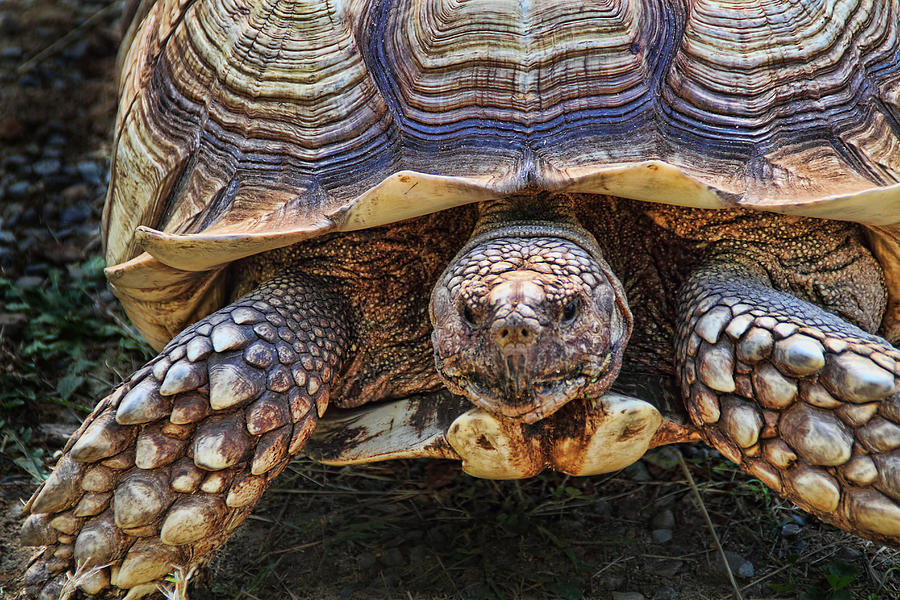 African Spurred Tortoise Photograph by Peggy Collins