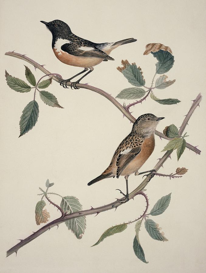 Nature Photograph - African stonechats, 19th century artwork by Science Photo Library