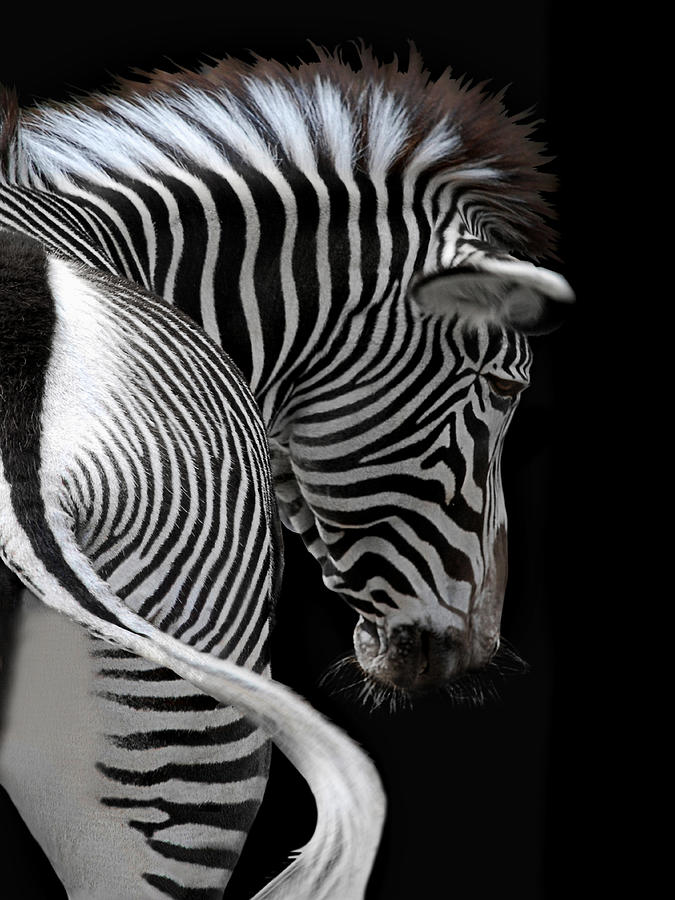 Horse Photograph - african stripes II by Joachim G Pinkawa