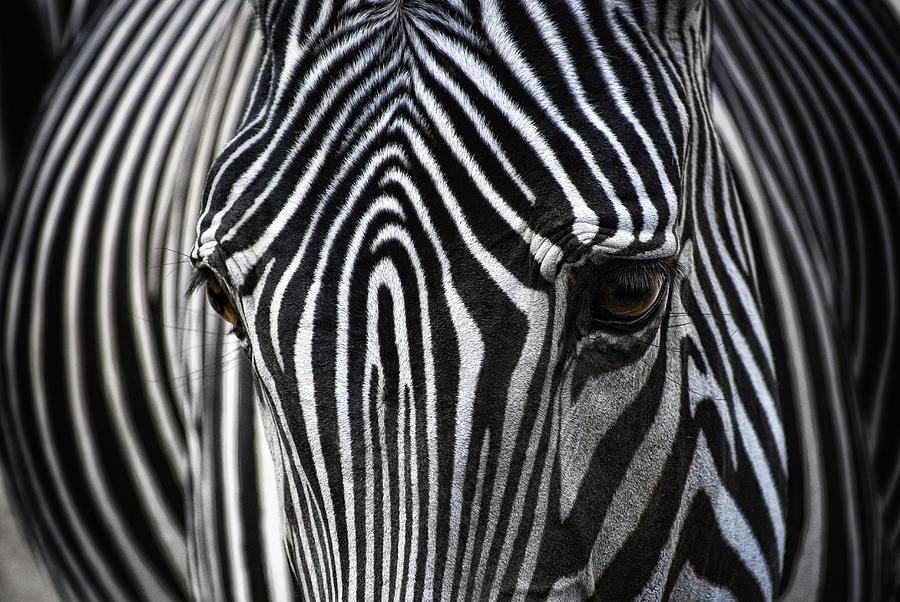 African Stripes Photograph