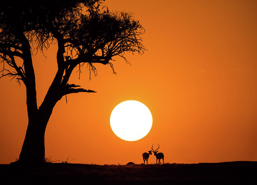African Sunset Photograph by Jonathan Zhang
