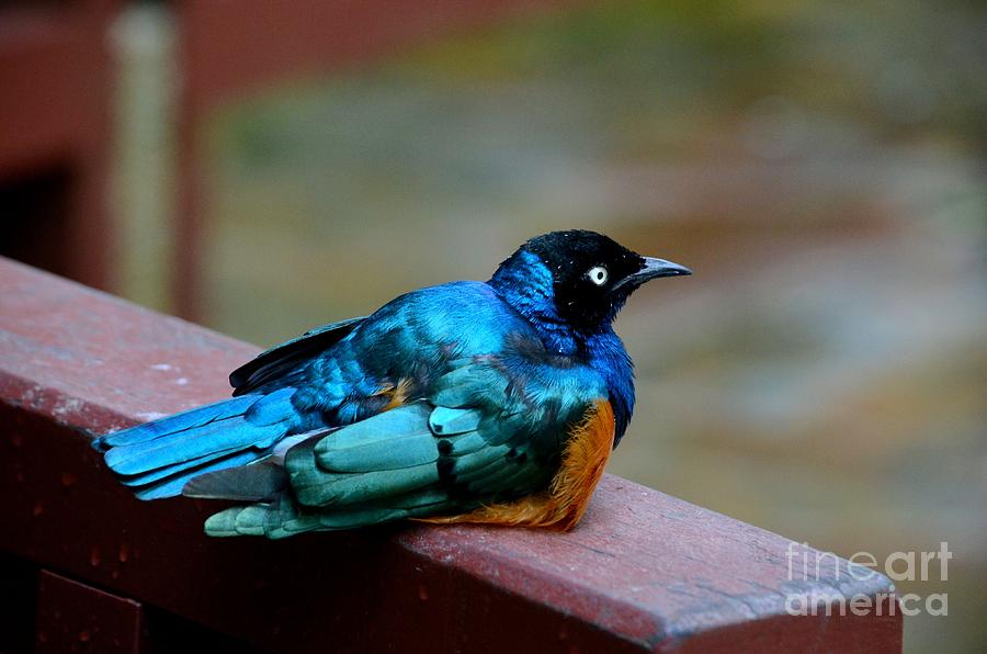 Nature Photograph - African Superb Starling bird rests on wooden beam by Imran Ahmed