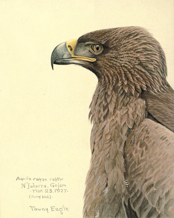 John James Audubon Painting - African Tawny Eagle by Dreyer Wildlife Print Collections 