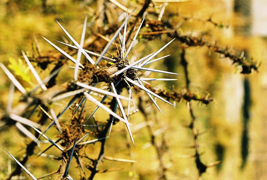 African Thorns Photograph by Carlee Ojeda