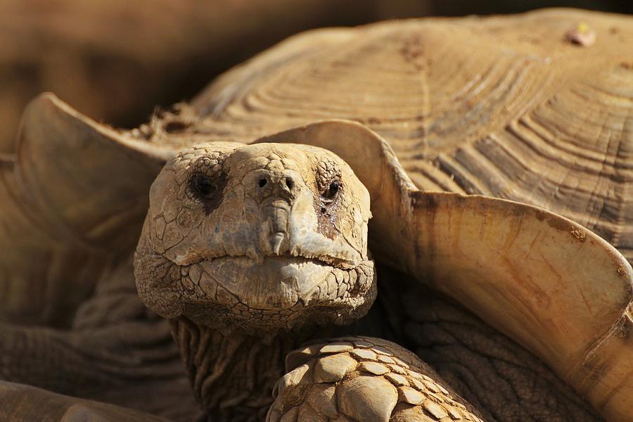 African Tortoise Photograph by Dave Hall