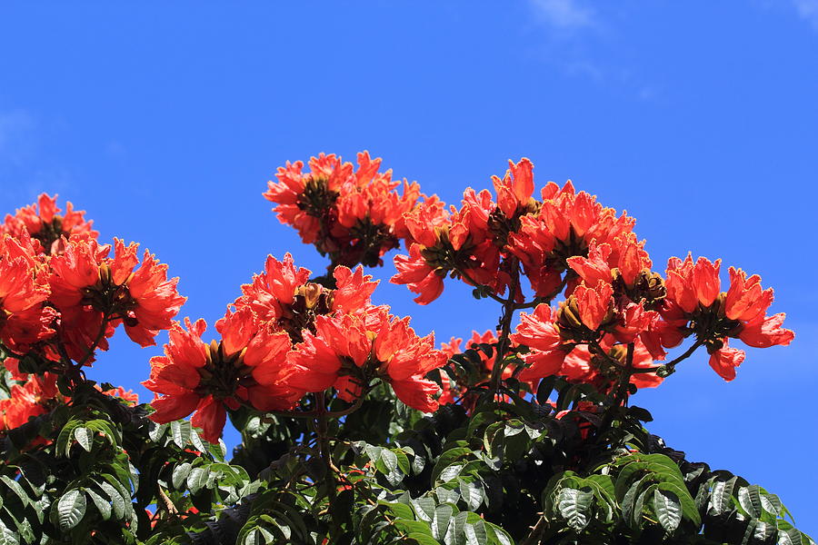 African Tulip Tree Photograph by Shane Bechler