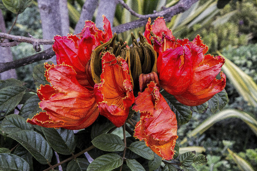 African Tulip Tree Digital Art by Photographic Art by Russel Ray Photos