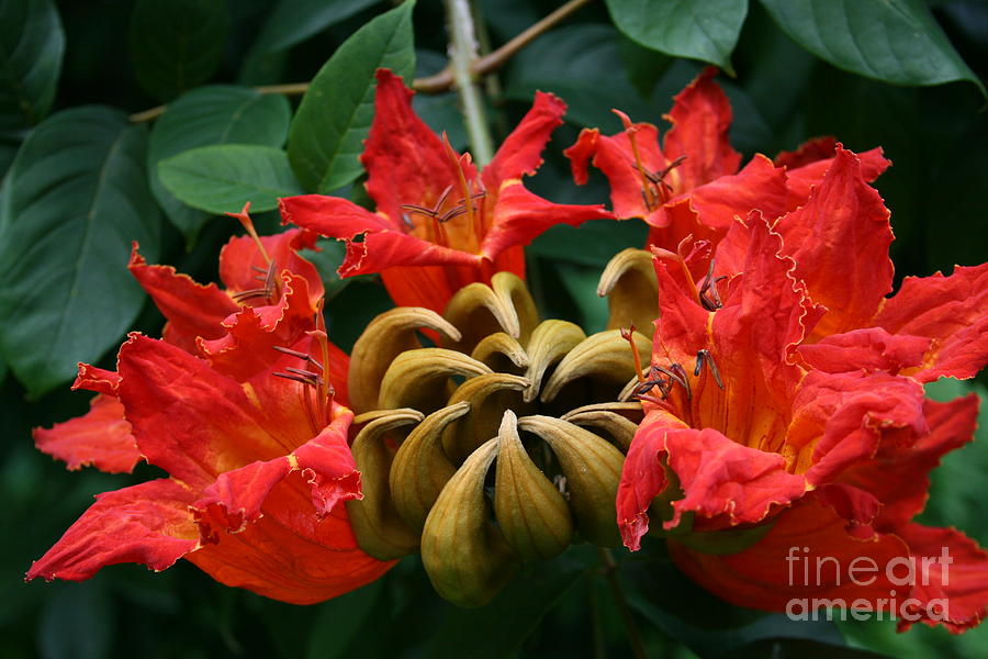 African Tulip Tree Photograph by Sharon Mau