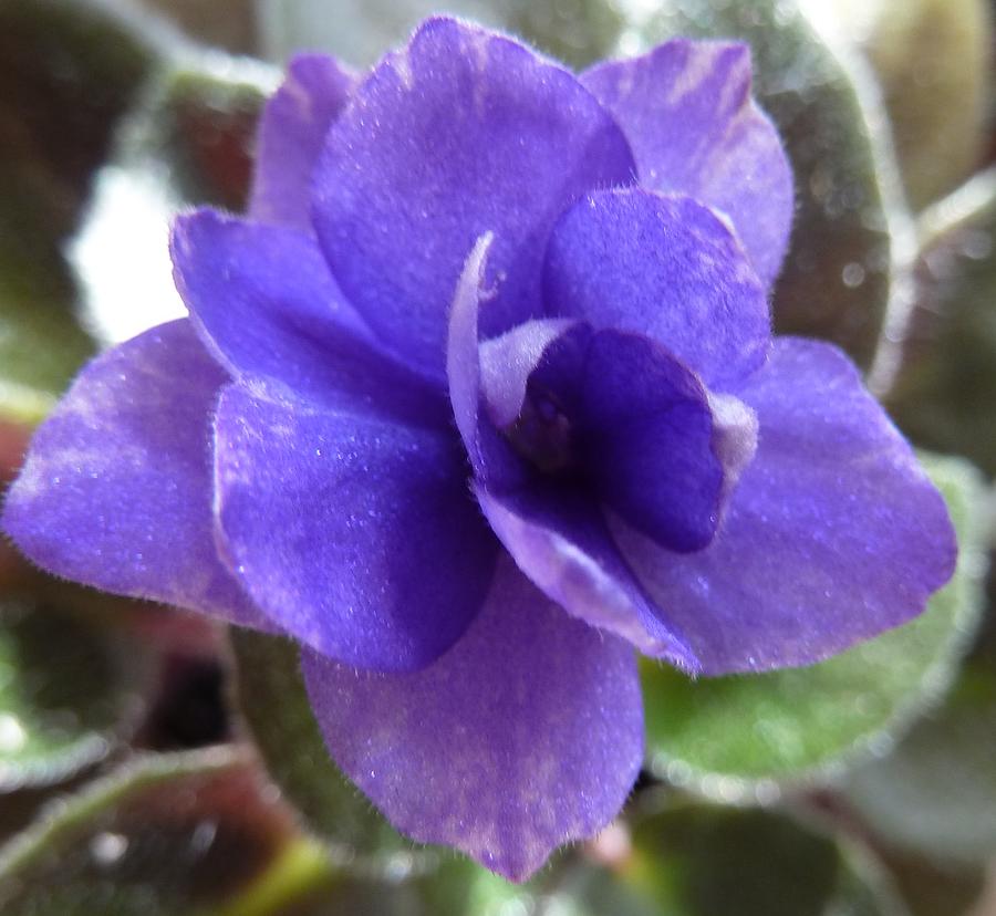 African Violet Photograph by Ann Michelle Swadener - Pixels