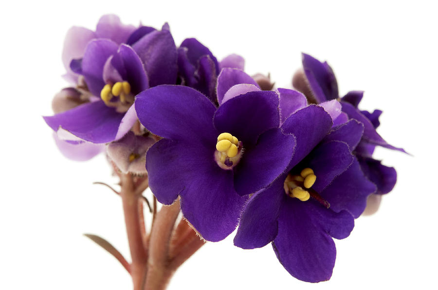 African violet Photograph by Fabrizio Troiani