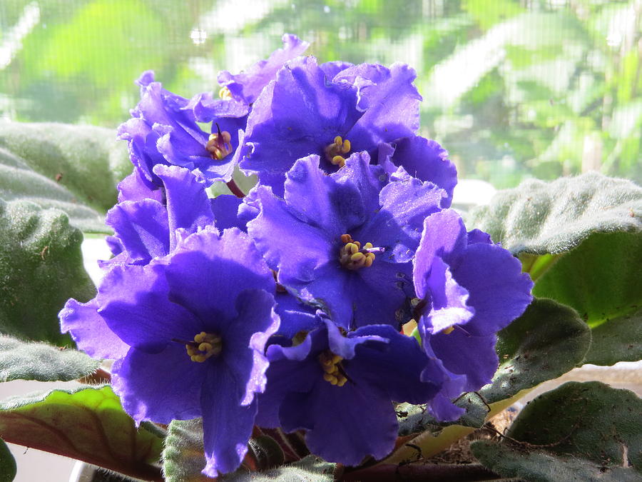 African Violet In The Morning Sun Photograph by Elisabeth Ann - Fine ...