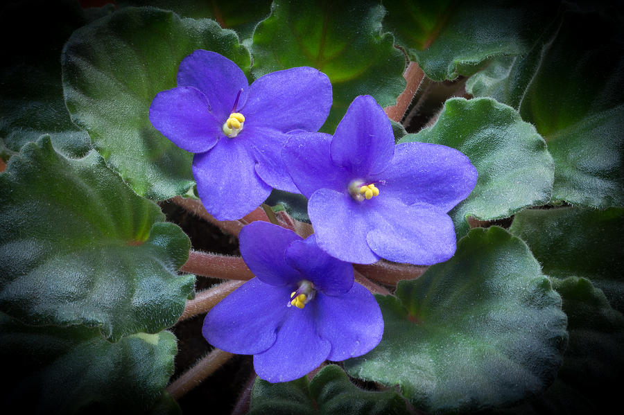 African Violet Photograph by Kenneth Cole