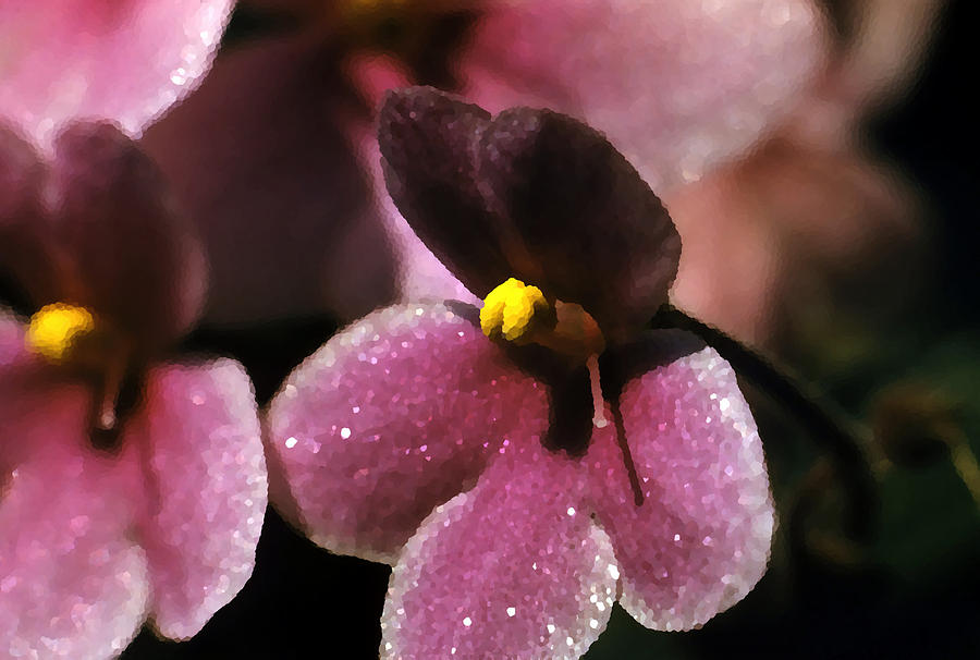 African Violet Photograph by Retro Images Archive