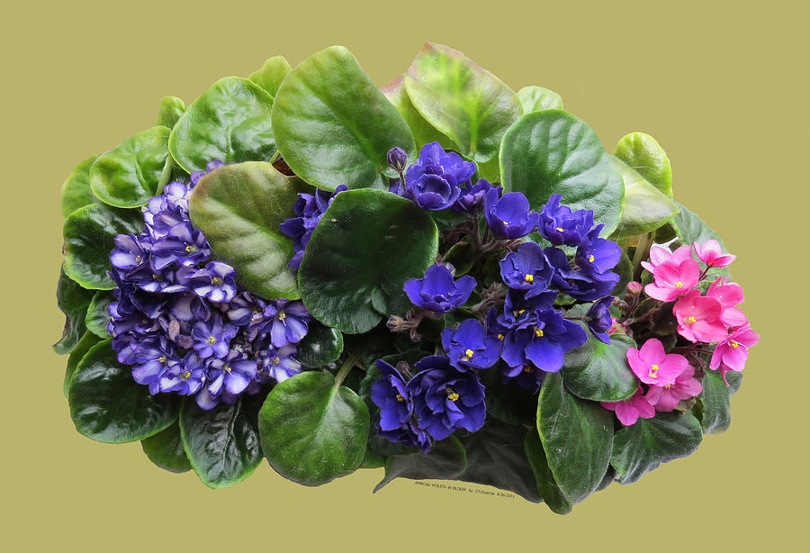 African Violets In Bloom Photograph by Carl Deaville