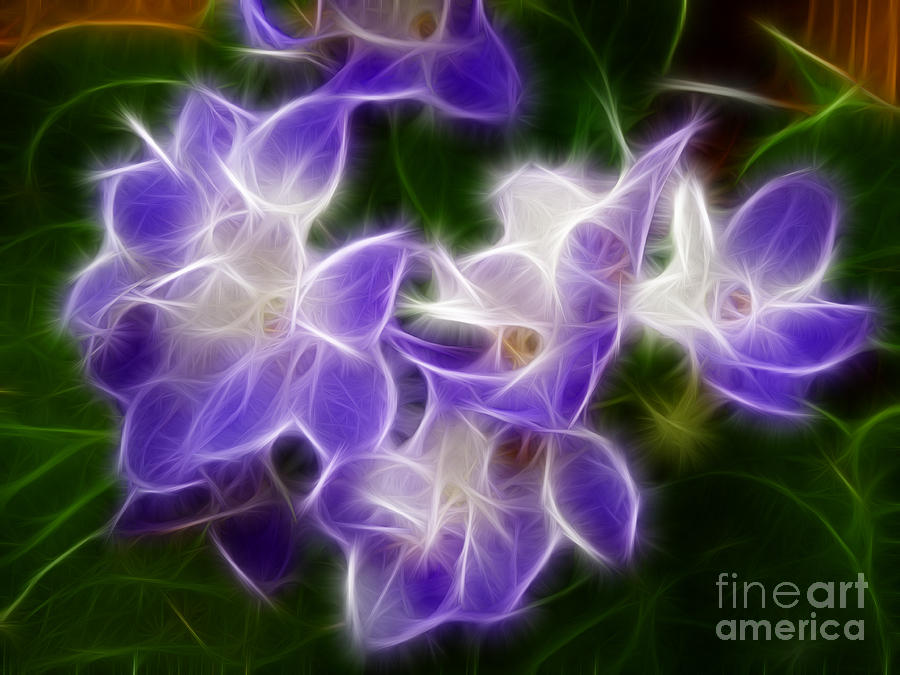 Flower Photograph - African Violets by Renee Trenholm