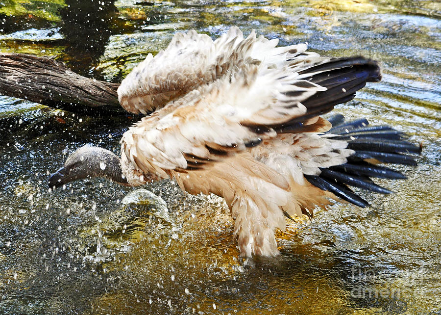 African Vulture Bathing Photograph by Lydia Holly