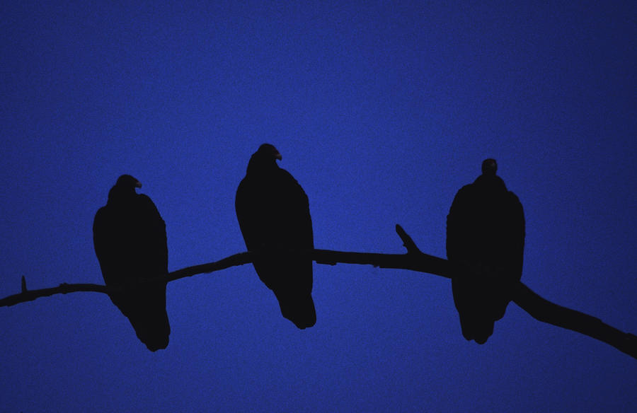 Bird Photograph - African Vultures in early nightfall. by Joe Connors