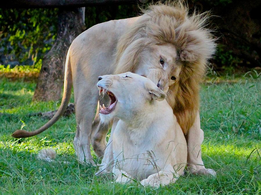 African White Lions Photograph by Venetia Featherstone-Witty
