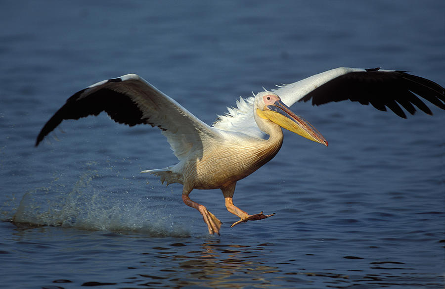 African White Pelican Photograph By Nigel Dennis - Fine Art America