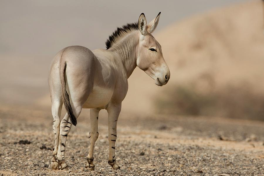 Animal Photograph - African Wild Ass (equus Africanus) by Photostock-israel