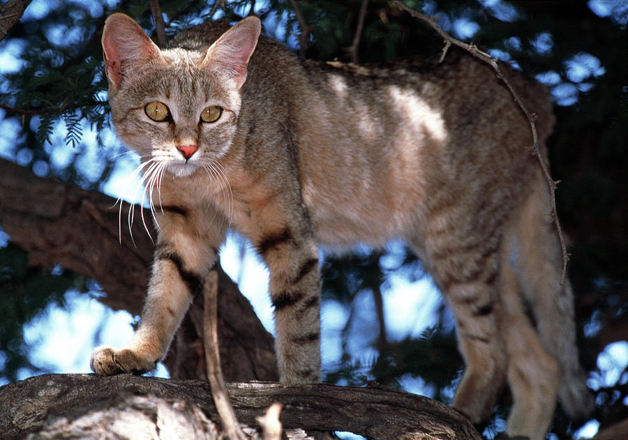 Wildlife Photograph - African Wild Cat by Tony Camacho/science Photo Library