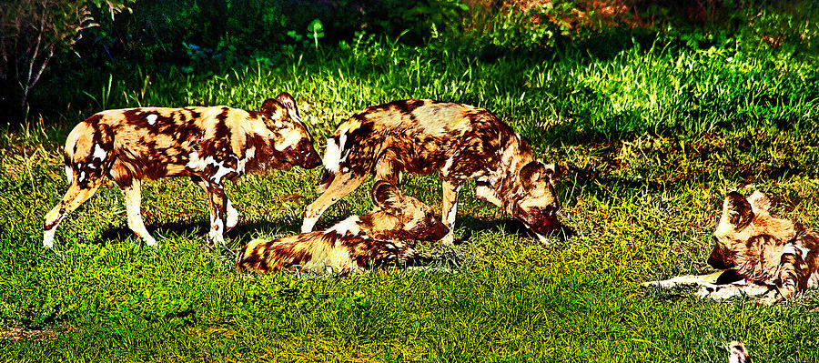 Dog Photograph - African wild dog family by Miroslava Jurcik