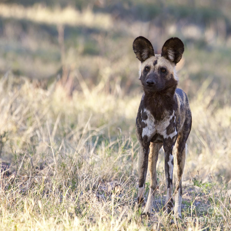African Wild Dog  Lycaon pictus Photograph by Liz Leyden