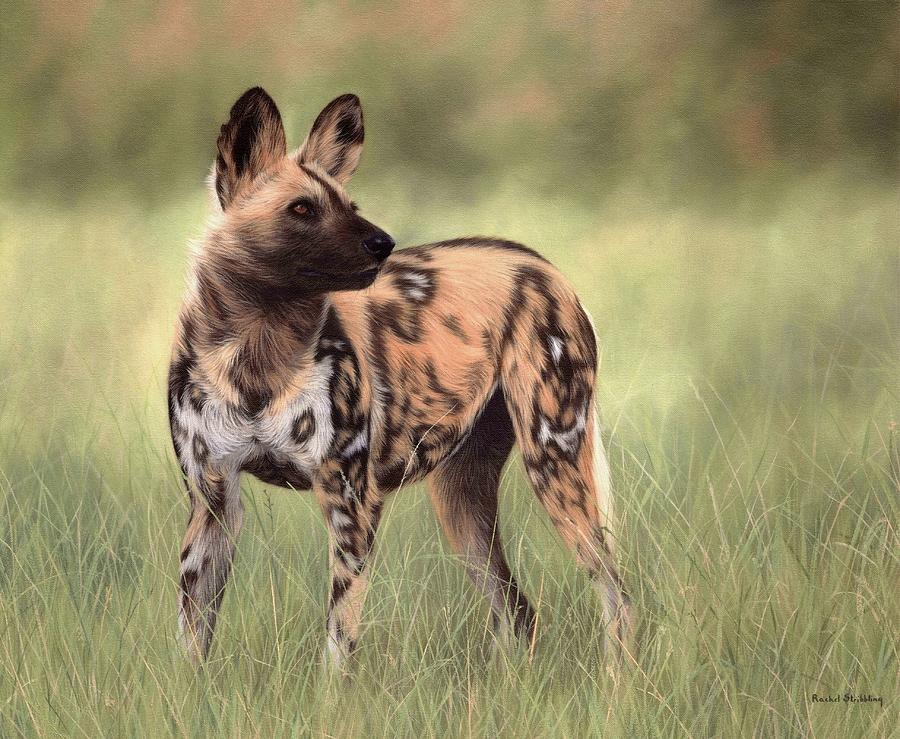 African Wild Dog Painting Painting by Rachel Stribbling