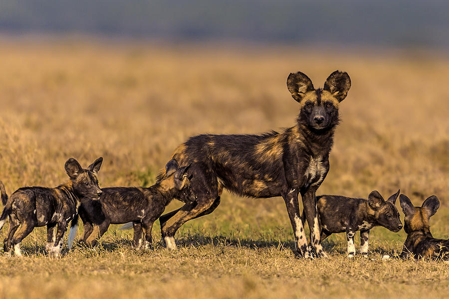 African wild dog playing with puppies Photograph by Manoj Shah