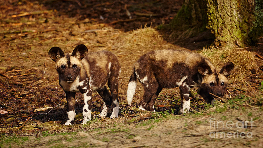 Dog Photograph - African Wild Dog puppies by Nick  Biemans