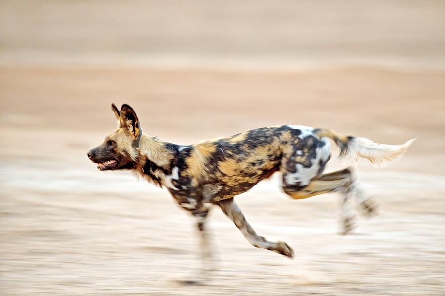 Animal Photograph - African wild dog by Science Photo Library