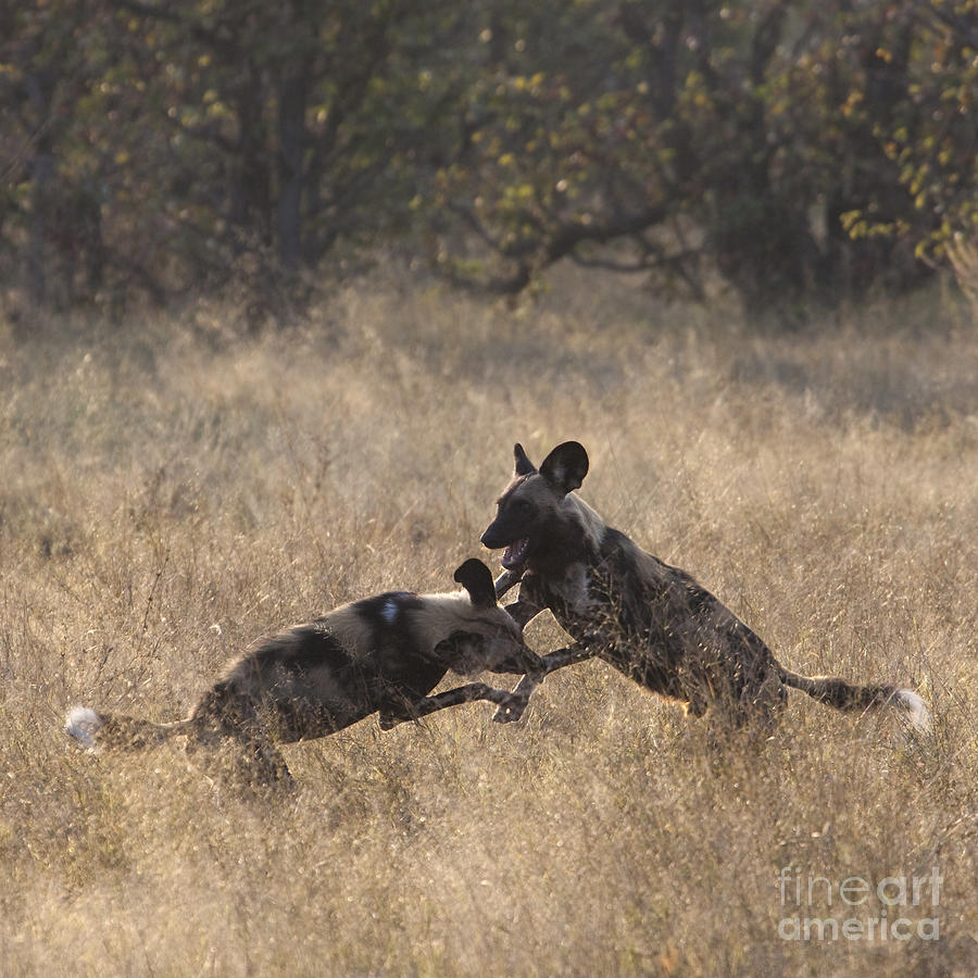 African Wild Dogs play-fighting Photograph by Liz Leyden