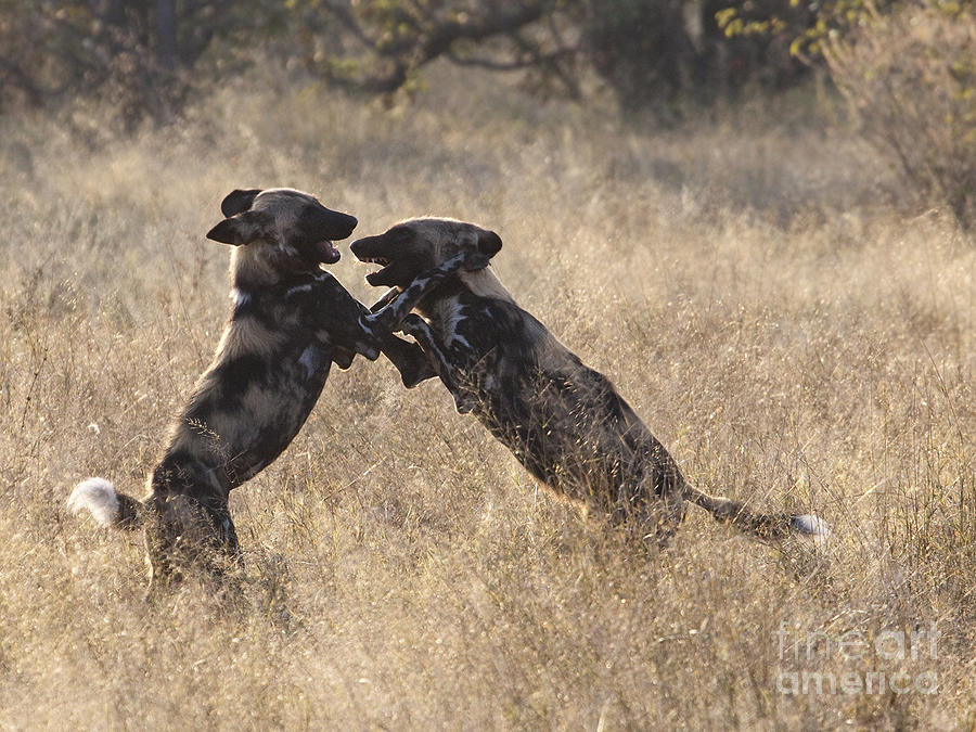 African Wild Dogs Playing Lycaon pictus Photograph by Liz Leyden