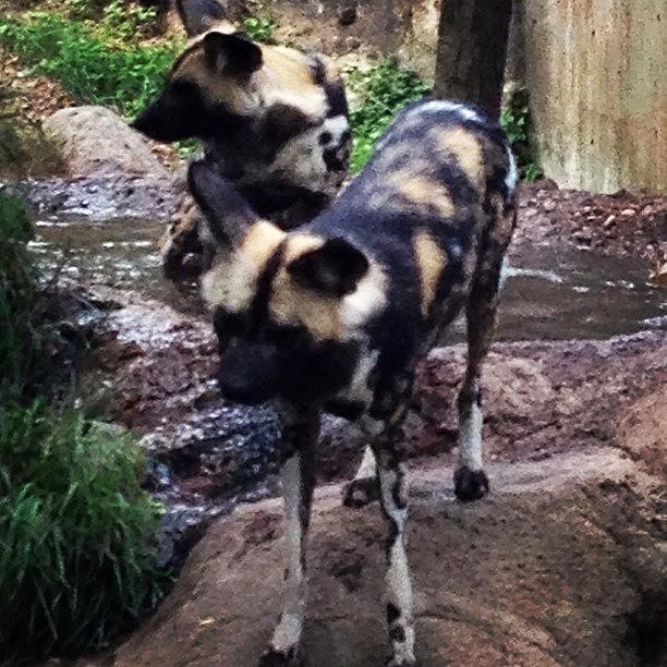 African Wild Dogs #tooclose Photograph by Lisa Mellow
