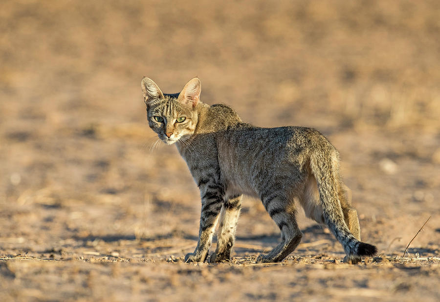 African Wildcat At Dawn Photograph by Tony Camacho/science Photo Library