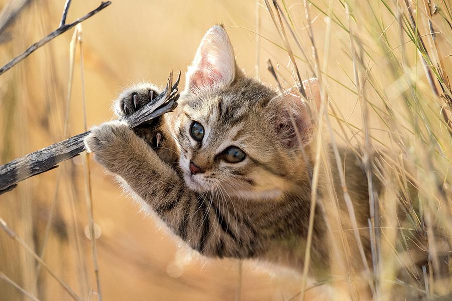 African Wildcat Kitten Photograph by Tony Camacho/science Photo Library