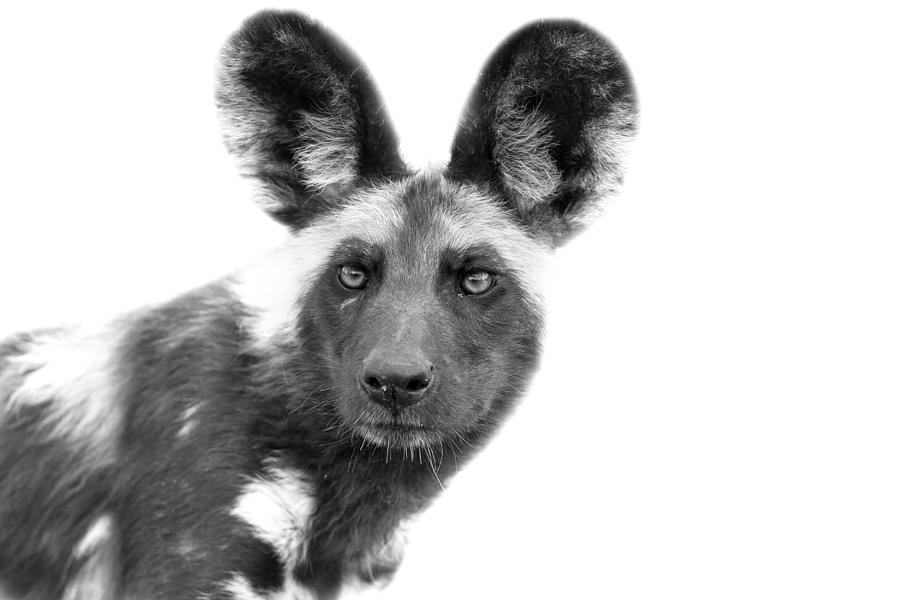 Black And White Photograph - African Wilddog by Lyle Gregg