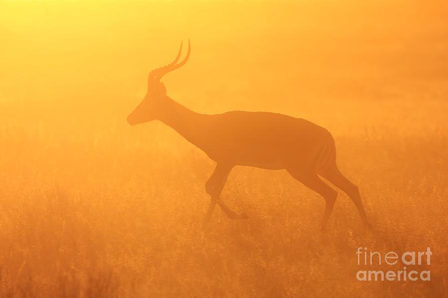 Wildlife Photograph - African wildlife and golden Impala by Andries Alberts